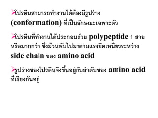  นสามารถทางานได้ ต้องมีรูปร่ าง
 โปรตี
(conformation) ที่เป็ นลักษณะเฉพาะตัว
 นที่ทางานได้ ประกอบด้ วย polypeptide 1 สาย
 โปรตี
หรือมากกว่ า ซึ่งม้ วนพับไปมาตามแรงยึดเหนี่ยวระหว่ าง
side chain ของ amino acid
 ปร่ างของโปรตีนจึงขึนอยู่กับลาดับของ amino acid
   รู                 ้
ที่เรียงกันอยู่
 