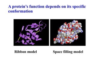 A protein’s function depends on its specific
conformation




   Ribbon model          Space filling model
 