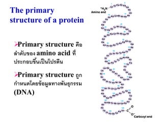 The primary
structure of a protein

 Primary structure คือ
 ลาดับของ amino acid ที่
 ประกอบขึนเป็ นโปรตีน
          ้
 Primary structure ถูก
 กาหนดโดยข้ อมูลทางพันธุกรรม
 (DNA)
 