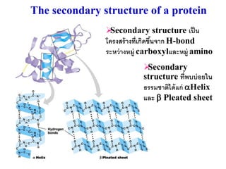 The secondary structure of a protein
                Secondary structure เป็ น
               โครงสร้ างที่เกิดขึนจาก H-bond
                                  ้
               ระหว่ างหมู่ carboxylและหมู่ amino
                           Secondary
                           structure ที่พบบ่ อยใน
                           ธรรมชาติได้ แก่ Helix
                           และ  Pleated sheet
 