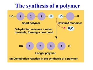 The synthesis of a polymer
 