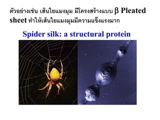 ตัวอย่ างเช่ น เส้ นใยแมงมุม มีโครงสร้ างแบบ  Pleated
sheet ทาให้ เส้ นใยแมงมุมมีความแข็งแรงมาก
     Spider silk: a structural protein
 