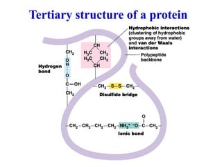 Tertiary structure of a protein
 