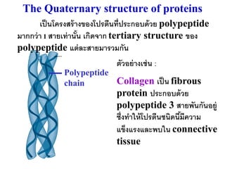 The Quaternary structure of proteins
       เป็ นโครงสร้ างของโปรตีนที่ประกอบด้ วย polypeptide
มากกว่ า 1 สายเท่ านัน เกิดจาก tertiary structure ของ
                     ้
polypeptide แต่ ละสายมารวมกัน
                             ตัวอย่ างเช่ น :
             Polypeptide
             chain       Collagen เป็ น fibrous
                             protein ประกอบด้ วย
                             polypeptide 3 สายพันกันอยู่
                             ซึ่งทาให้ โปรตีนชนิดนีมีความ
                                                   ้
                             แข็งแรงและพบใน connective
                             tissue
 