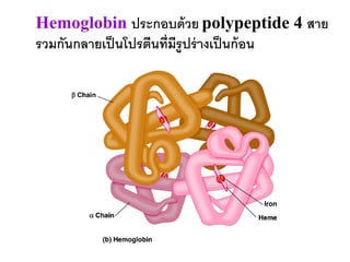 Hemoglobin ประกอบด้ วย polypeptide 4 สาย
รวมกันกลายเป็ นโปรตีนที่มีรูปร่ างเป็ นก้ อน
 