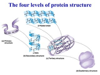 The four levels of protein structure
 