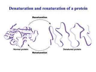 Denaturation and renaturation of a protein
 