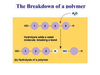 The Breakdown of a polymer
 