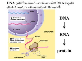 DNA ถูกใช้ เป็ นแม่ แบบในการสังเคราะห์ mRNA ซึ่งถูกใช้
เป็ นตัวกาหนดในการสังเคราะห์ โปรตีนอีกทอดหนึ่ง


                                          DNA


                                          RNA


                                        protein
 