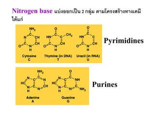 Nitrogen base แบ่ งออกเป็ น 2 กลุ่ม ตามโครงสร้ างทางเคมี
ได้ แก่


                                       Pyrimidines




                                  Purines
 