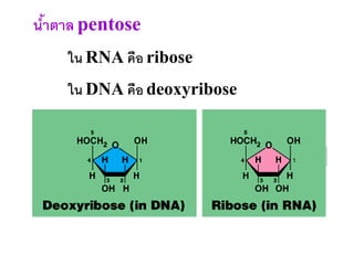 นาตาล pentose
 ้
    ใน RNA คือ ribose
    ใน DNA คือ deoxyribose
 