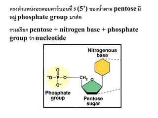 ตรงตาแหน่ งอะตอมคาร์ บอนที่ 5 (5’) ของนาตาล pentose มี
                                       ้
หมู่ phosphate group มาต่ อ
รวมเรียก pentose + nitrogen base + phosphate
group ว่ า nucleotide
 