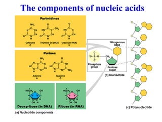 The components of nucleic acids
 