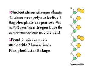   Nucleotide หลายโมเลกุลมาเชื่อมต่ อ
กัน ได้ สายยาวของ polynucleotide ที่
มีหมู่ phosphate และ pentose เรี ยง
ต่ อกันเป็ นสาย โดย nitrogen base ยื่น
ออกมาจากส่ วนยาวของ nucleic acid
Bond ที่มาเชื่อมต่ อระหว่ าง
nucleotide 2 โมเลกุล เรียกว่ า
Phosphodiester linkage
 