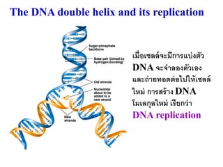 The DNA double helix and its replication


                         เมื่อเซลล์ จะมีการแบ่ งตัว
                         DNA จะจาลองตัวเอง
                         และถ่ ายทอดต่ อไปให้ เซลล์
                         ใหม่ การสร้ าง DNA
                         โมเลกุลใหม่ เรี ยกว่ า
                         DNA replication
 