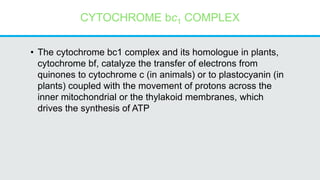 CYTOCHROME bc1 COMPLEX
• The cytochrome bc1 complex and its homologue in plants,
cytochrome bf, catalyze the transfer of electrons from
quinones to cytochrome c (in animals) or to plastocyanin (in
plants) coupled with the movement of protons across the
inner mitochondrial or the thylakoid membranes, which
drives the synthesis of ATP
 