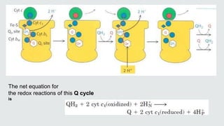 The net equation for
the redox reactions of this Q cycle
is
 