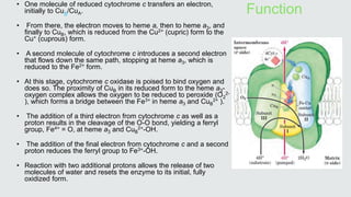 Function
• One molecule of reduced cytochrome c transfers an electron,
initially to CuA/CuA.
• From there, the electron moves to heme a, then to heme a3, and
finally to CuB, which is reduced from the Cu2+ (cupric) form to the
Cu+ (cuprous) form.
• A second molecule of cytochrome c introduces a second electron
that flows down the same path, stopping at heme a3, which is
reduced to the Fe2+ form.
• At this stage, cytochrome c oxidase is poised to bind oxygen and
does so. The proximity of CuB in its reduced form to the heme a3-
oxygen complex allows the oxygen to be reduced to peroxide (O2
2-
), which forms a bridge between the Fe3+ in heme a3 and CuB
2+ ).
• The addition of a third electron from cytochrome c as well as a
proton results in the cleavage of the O-O bond, yielding a ferryl
group, Fe4+ = O, at heme a3 and CuB
2+-OH.
• The addition of the final electron from cytochrome c and a second
proton reduces the ferryl group to Fe3+-OH.
• Reaction with two additional protons allows the release of two
molecules of water and resets the enzyme to its initial, fully
oxidized form.
 