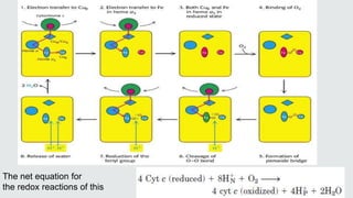 The net equation for
the redox reactions of this
 