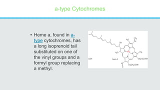 a-type Cytochromes
• Heme a, found in a-
type cytochromes, has
a long isoprenoid tail
substituted on one of
the vinyl groups and a
formyl group replacing
a methyl.
 