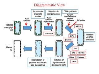 Diagrammatic View
 