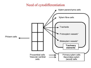 Cytodifferentiation