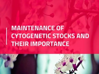 MAINTENANCE OF
CYTOGENETIC STOCKS AND
THEIR IMPORTANCE
 