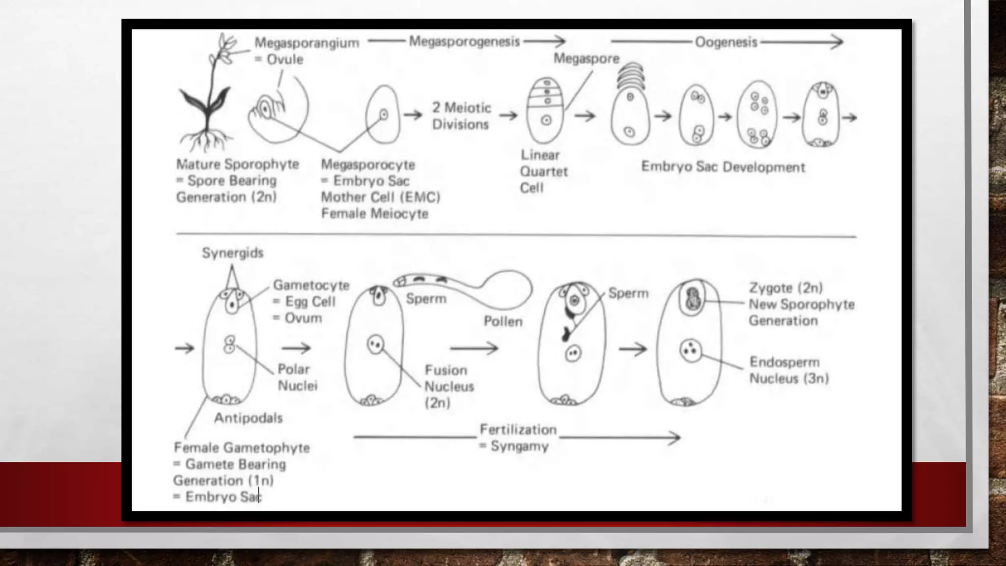 Embryology of pollen and ovule development | PPTX