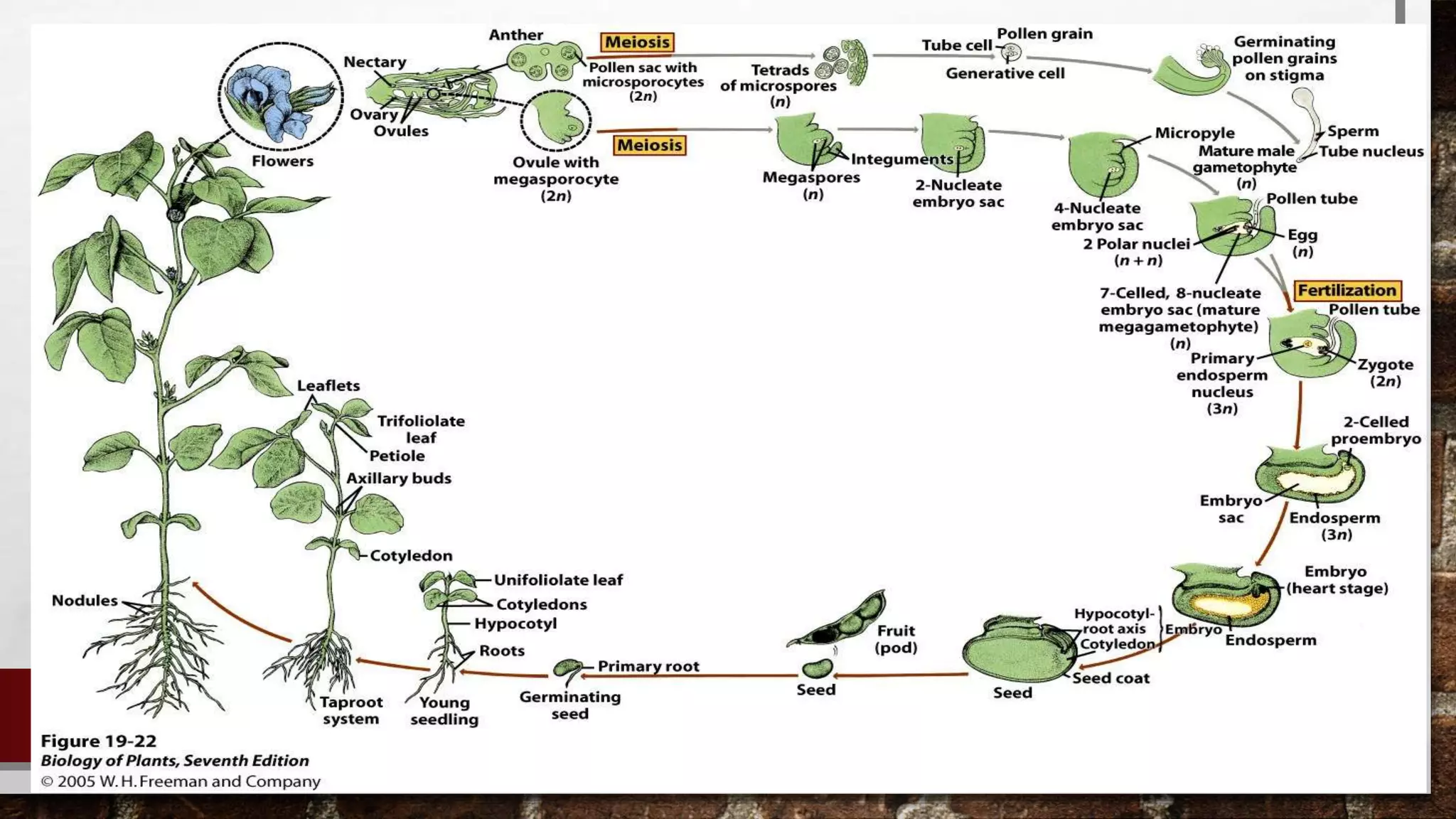 Embryology of pollen and ovule development | PPTX