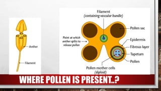 Embryology of pollen and ovule development | PPTX