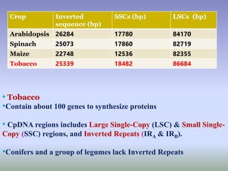 Crop Inverted
sequence (bp)
SSCs (bp) LSCs (bp)
Arabidopsis 26284 17780 84170
Spinach 25073 17860 82719
Maize 22748 12536 82355
Tobacco 25339 18482 86684
• Tobacco
•Contain about 100 genes to synthesize proteins
• CpDNA regions includes Large Single-Copy (LSC) & Small Single-
Copy (SSC) regions, and Inverted Repeats (IRA & IRB).
•Conifers and a group of legumes lack Inverted Repeats
 