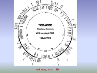 Wakasugi, et al., 1998
 