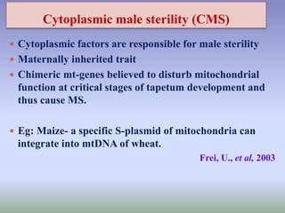 Cytoplasmic male sterility (CMS)
 Cytoplasmic factors are responsible for male sterility
 Maternally inherited trait
 Chimeric mt-genes believed to disturb mitochondrial
function at critical stages of tapetum development and
thus cause MS.
 Eg: Maize- a specific S-plasmid of mitochondria can
integrate into mtDNA of wheat.
Frei, U., et al, 2003
 
