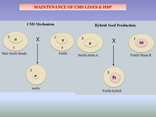 MAINTENANCE OF CMS LINES & HSP
 