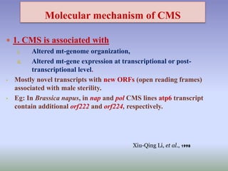 Molecular mechanism of CMS
 1. CMS is associated with
i. Altered mt-genome organization,
ii. Altered mt-gene expression at transcriptional or post-
transcriptional level.
• Mostly novel transcripts with new ORFs (open reading frames)
associated with male sterility.
• Eg: In Brassica napus, in nap and pol CMS lines atp6 transcript
contain additional orf222 and orf224, respectively.
Xiu-Qing Li, et al., 1998
 
