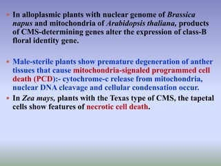  In alloplasmic plants with nuclear genome of Brassica
napus and mitochondria of Arabidopsis thaliana, products
of CMS-determining genes alter the expression of class-B
floral identity gene.
 Male-sterile plants show premature degeneration of anther
tissues that cause mitochondria-signaled programmed cell
death (PCD):- cytochrome-c release from mitochondria,
nuclear DNA cleavage and cellular condensation occur.
 In Zea mays, plants with the Texas type of CMS, the tapetal
cells show features of necrotic cell death.
 