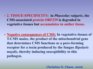 Christine D. Chase, 2006
 2. TISSUE-SPECIFICITY: in Phaseolus vulgaris, the
CMS-associated protein ORF239 is degraded in
vegetative tissues but accumulates in anther tissue.
 Negative consequences of CMS: In vegetative tissues of
T-CMS maize, the product of the mitochondrial gene
that determines CMS functions as a pore-forming
receptor for a toxin produced by the fungus Bipolaris
maydis, thereby inducing susceptibility to this
pathogen.
 