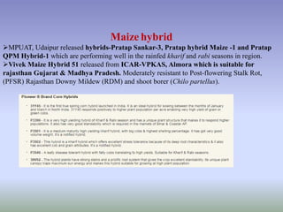 Maize hybrid
MPUAT, Udaipur released hybrids-Pratap Sankar-3, Pratap hybrid Maize -1 and Pratap
QPM Hybrid-1 which are performing well in the rainfed kharif and rabi seasons in region.
Vivek Maize Hybrid 51 released from ICAR-VPKAS, Almora which is suitable for
rajasthan Gujarat & Madhya Pradesh. Moderately resistant to Post-flowering Stalk Rot,
(PFSR) Rajasthan Downy Mildew (RDM) and shoot borer (Chilo partellus).
 
