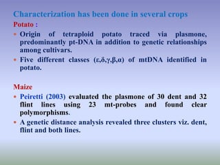 Characterization has been done in several crops
Potato :
 Origin of tetraploid potato traced via plasmone,
predominantly pt-DNA in addition to genetic relationships
among cultivars.
 Five different classes (ε,δ,γ,β,α) of mtDNA identified in
potato.
Maize
 Peiretti (2003) evaluated the plasmone of 30 dent and 32
flint lines using 23 mt-probes and found clear
polymorphisms.
 A genetic distance analysis revealed three clusters viz. dent,
flint and both lines.
 