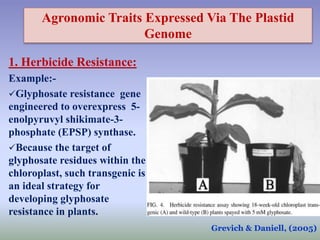 Agronomic Traits Expressed Via The Plastid
Genome
1. Herbicide Resistance:
Example:-
Glyphosate resistance gene
engineered to overexpress 5-
enolpyruvyl shikimate-3-
phosphate (EPSP) synthase.
Because the target of
glyphosate residues within the
chloroplast, such transgenic is
an ideal strategy for
developing glyphosate
resistance in plants.
Grevich & Daniell, (2005)
 