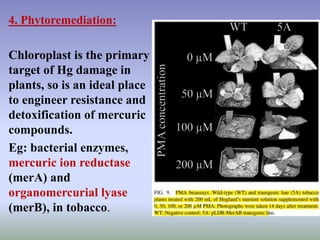 4. Phytoremediation:
Chloroplast is the primary
target of Hg damage in
plants, so is an ideal place
to engineer resistance and
detoxification of mercuric
compounds.
Eg: bacterial enzymes,
mercuric ion reductase
(merA) and
organomercurial lyase
(merB), in tobacco.
 