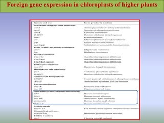 Foreign gene expression in chloroplasts of higher plants
 