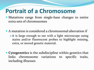 Portrait of a Chromosome
 Mutations range from single-base changes to entire
extra sets of chromosomes
 A mutation is considered a chromosomal aberration if
 it is large enough to see with a light microscope using
stains and/or fluorescent probes to highlight missing,
extra, or moved genetic material.
 Cytogenetics is the subdiscipline within genetics that
links chromosome variations to specific traits,
including illnesses
 