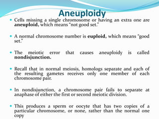 Aneuploidy
 Cells missing a single chromosome or having an extra one are
aneuploid, which means “not good set.”
 A normal chromosome number is euploid, which means “good
set.”
 The meiotic error that causes aneuploidy is called
nondisjunction.
 Recall that in normal meiosis, homologs separate and each of
the resulting gametes receives only one member of each
chromosome pair.
 In nondisjunction, a chromosome pair fails to separate at
anaphase of either the first or second meiotic division.
 This produces a sperm or oocyte that has two copies of a
particular chromosome, or none, rather than the normal one
copy
 
