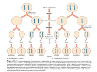 Cytogenetic analysis