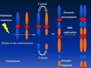 Cytogenetic analysis