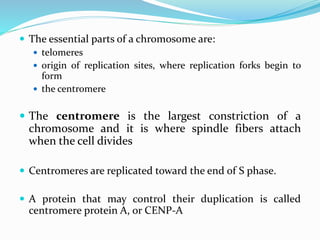  The essential parts of a chromosome are:
 telomeres
 origin of replication sites, where replication forks begin to
form
 the centromere
 The centromere is the largest constriction of a
chromosome and it is where spindle fibers attach
when the cell divides
 Centromeres are replicated toward the end of S phase.
 A protein that may control their duplication is called
centromere protein A, or CENP-A
 