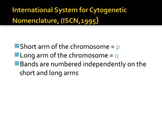 Short arm of the chromosome =  p Long arm of the chromosome =  q Bands are numbered independently on the short and long arms  