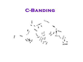 C-Banding 