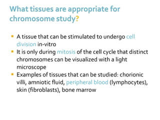 A tissue that can be stimulated to undergo  cell   division  in-vitro It is only during  mitosis  of the cell cycle that distinct chromosomes can be visualized with a light microscope Examples of tissues that can be studied: chorionic villi, amniotic fluid,  peripheral blood  (lymphocytes), skin (fibroblasts), bone marrow 